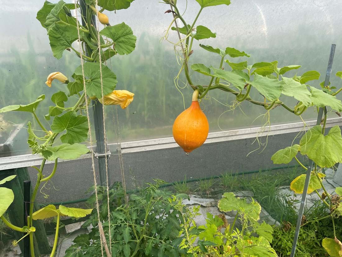 Baby Pumpkin Growing