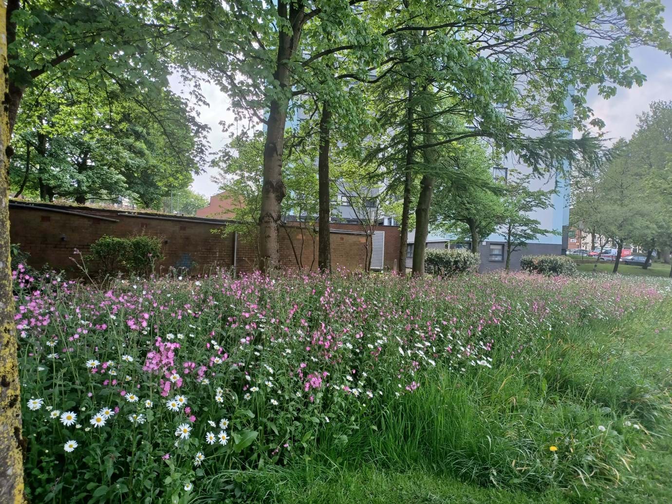 Wildflower plot at Littlemoor